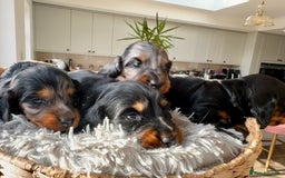 Miniature Dachshund dogs for sale: Beautiful litter of long haired mini dachshunds  - Image 6