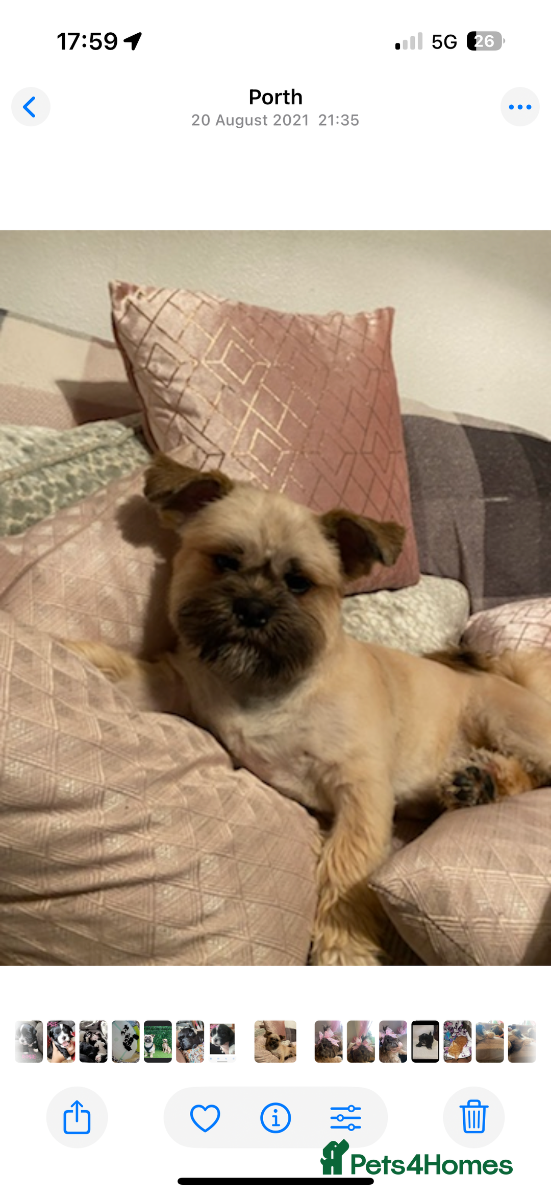 Mixed Breed dogs for sale: Shih tzu puppies for sale - Advert 6
