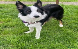 Border Collie dogs for sale: Border Collie Puppies - Image 32