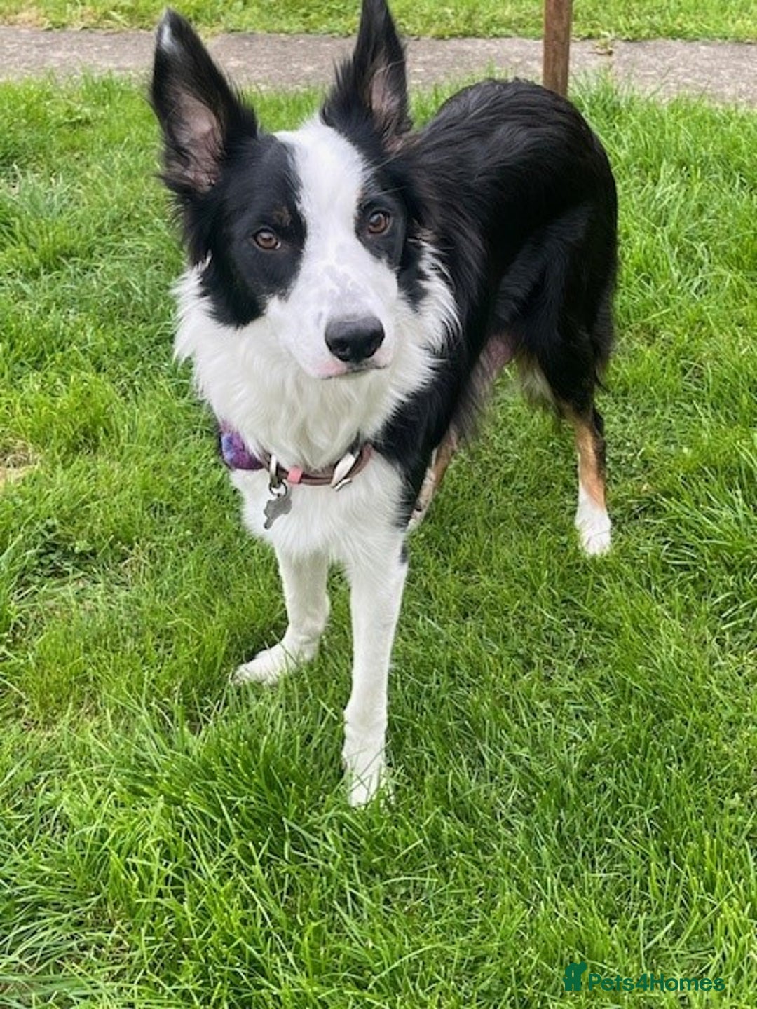 Border Collie dogs for sale: Border Collie Puppies - Image 32