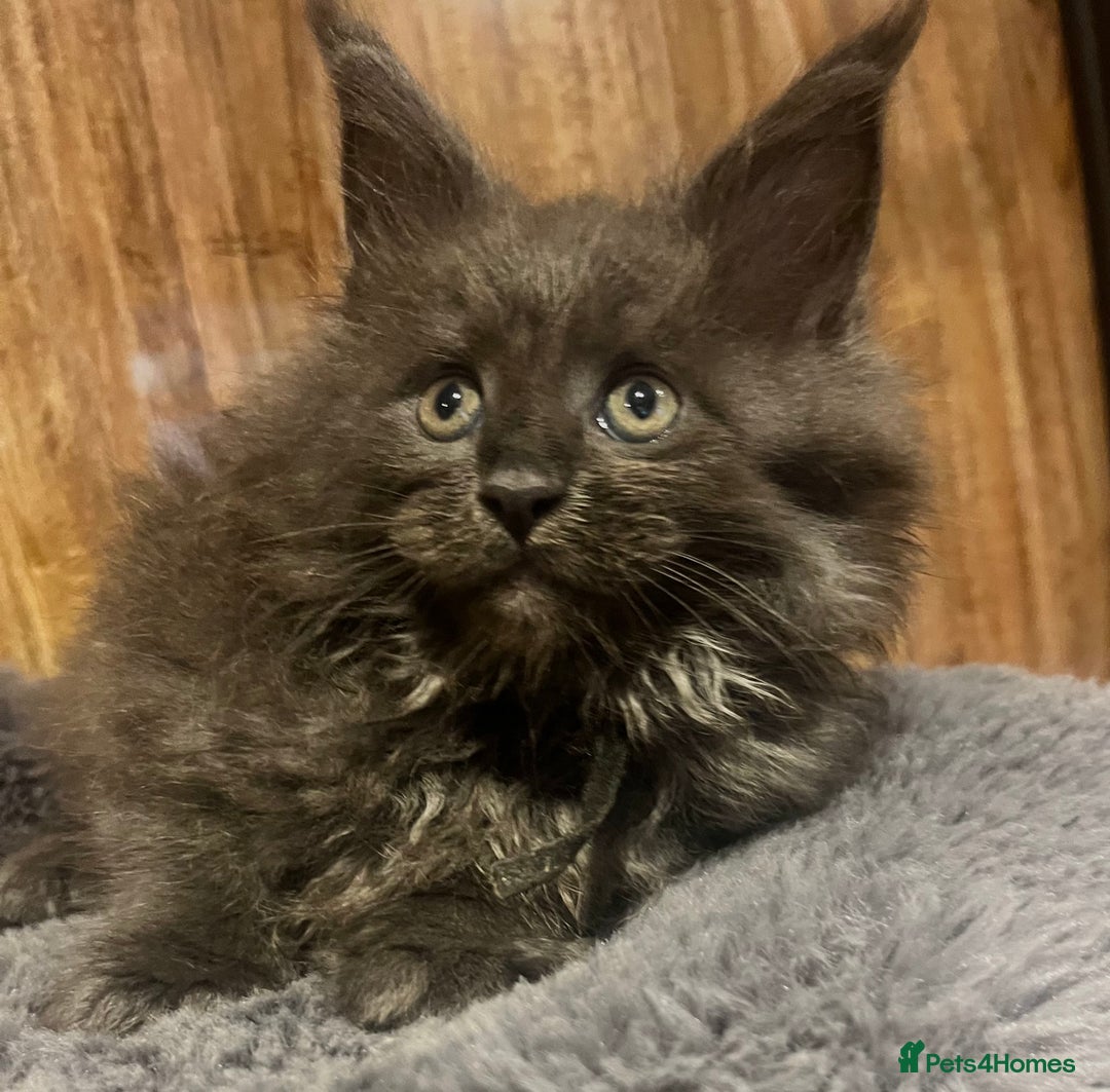 Maine Coon cats for sale: STUNNING MAINE COON KITTENS BLUE SMOKE (tica reg ) - Image 26