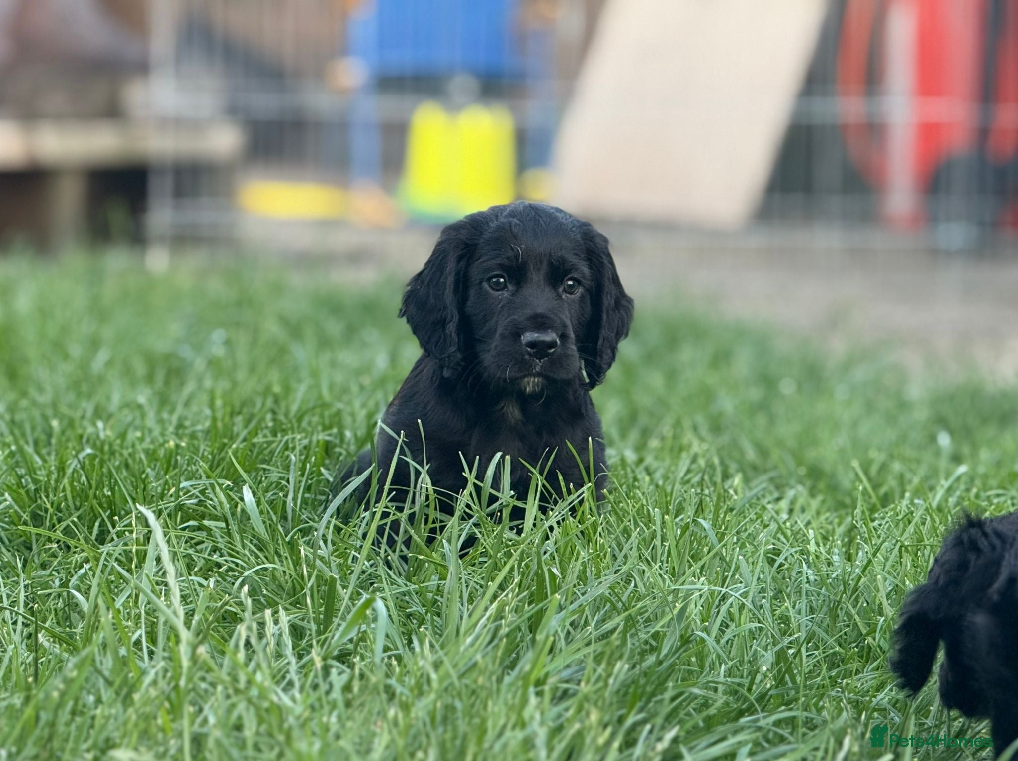Cocker Spaniel dogs KC Registered Cocker Spaniel Puppies  - Advert 4