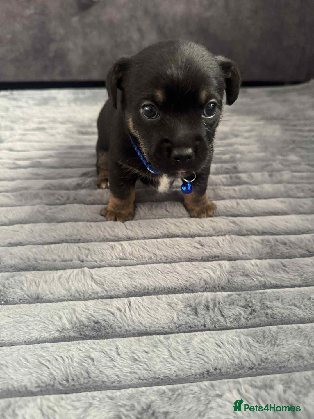 Jack Russell dogs for sale: Jack Russell puppies  - Advert 5