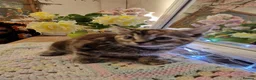 Mixed Breed cats for sale: Beautiful kittens for sale - Advert 7