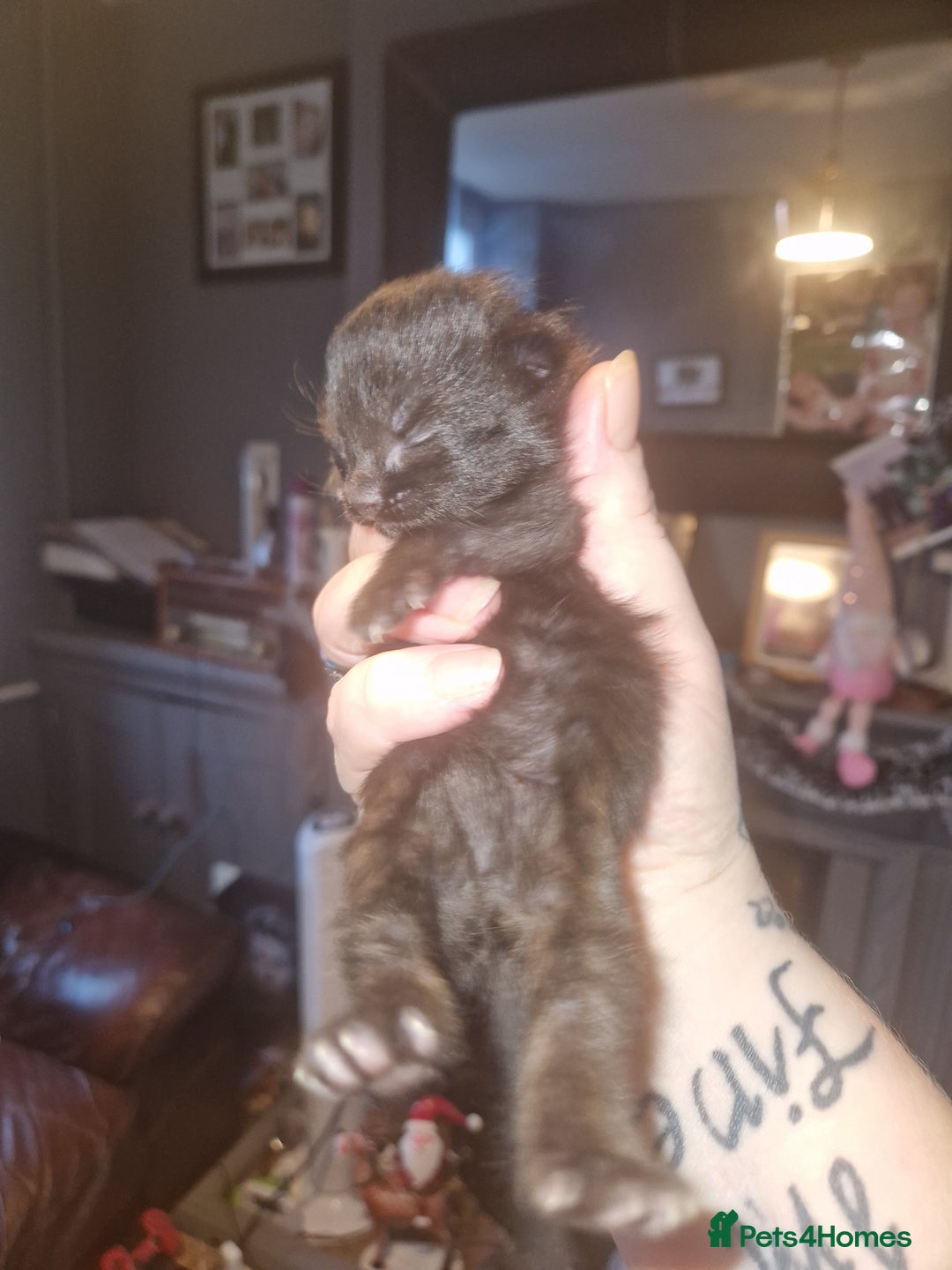 Domestic Shorthair cats for sale: Lisa c - Advert 3