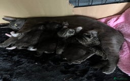 Russian Blue cats for sale: Beautiful Russian blue x kittens  - Image 9