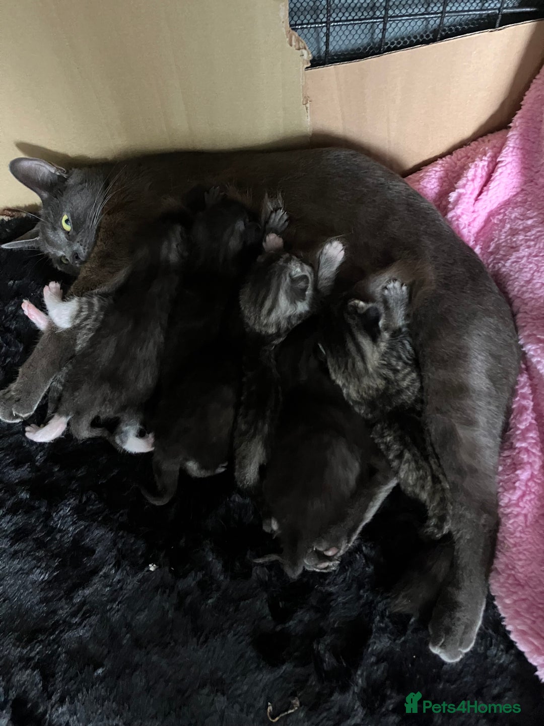 Russian Blue cats for sale: Beautiful Russian blue x kittens  - Image 9