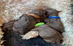 Lagotto Romagnolo dogs for sale: Authentic Lagotto Romagnolo Puppies for Sale KC  - Image 12