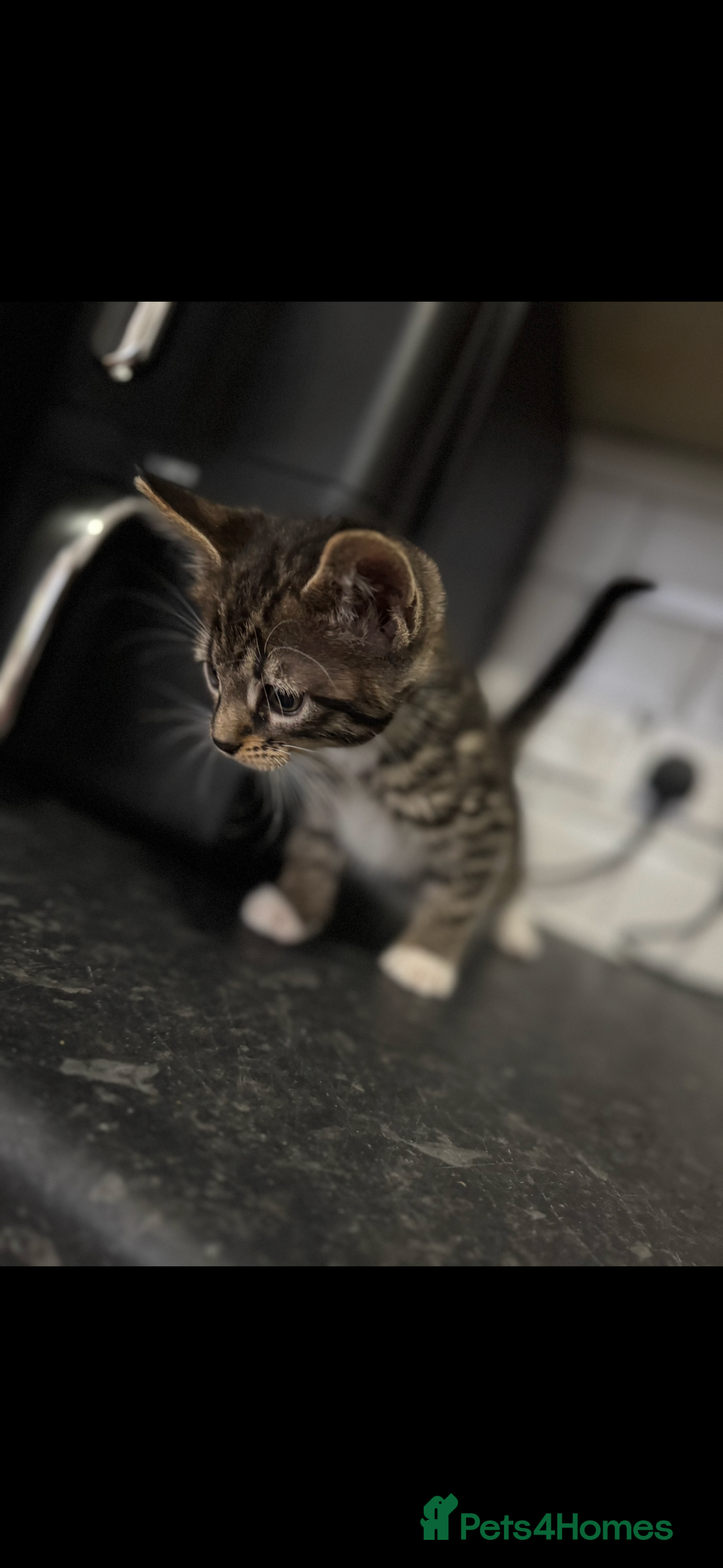 Mixed Breed cats for sale: Maine coon cross Bengal kittens ready now  - Image 5