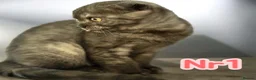 Scottish Fold cats for sale:  3 Full Pedigree Fold Girls        - Advert 4