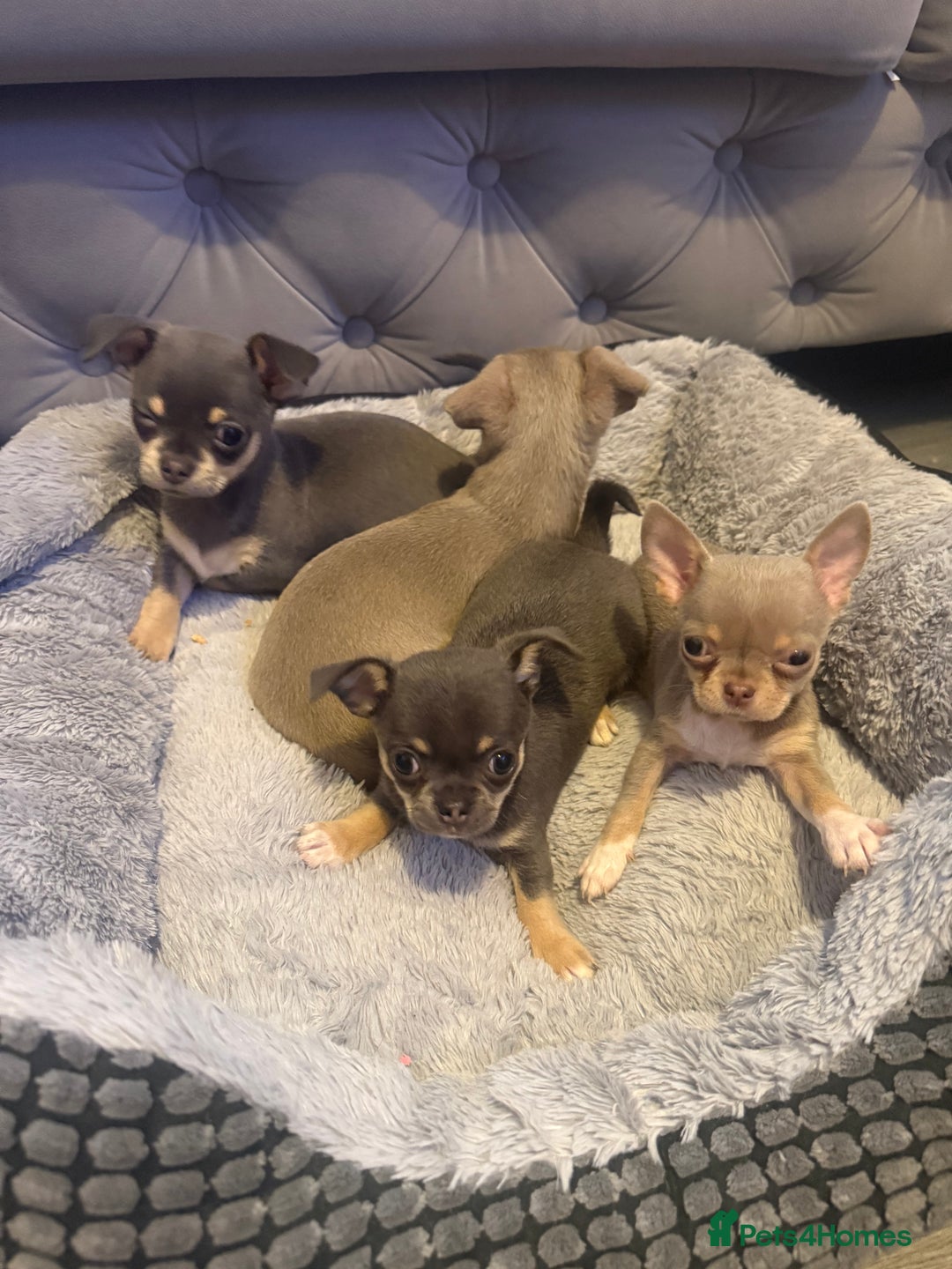 Chihuahua dogs for sale: The smallest girl is still available 🏡 last pup - Image 1