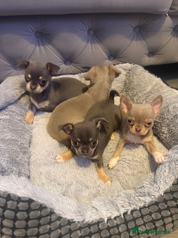 Chihuahua dogs - Advert 7