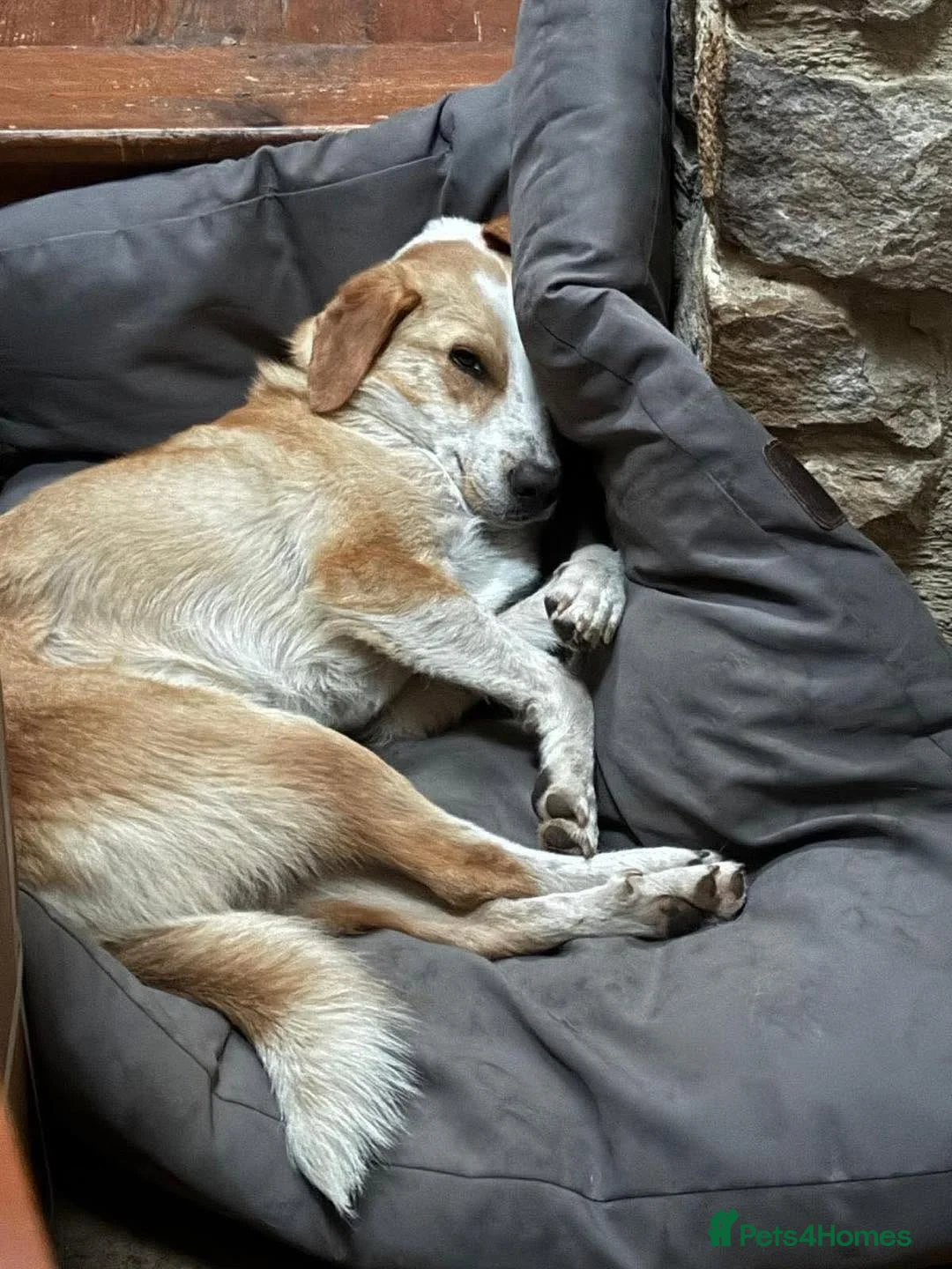Mixed Breed dogs for adoption: Meet Wilf ❤️ (formerly known as Whitey) - Advert 6