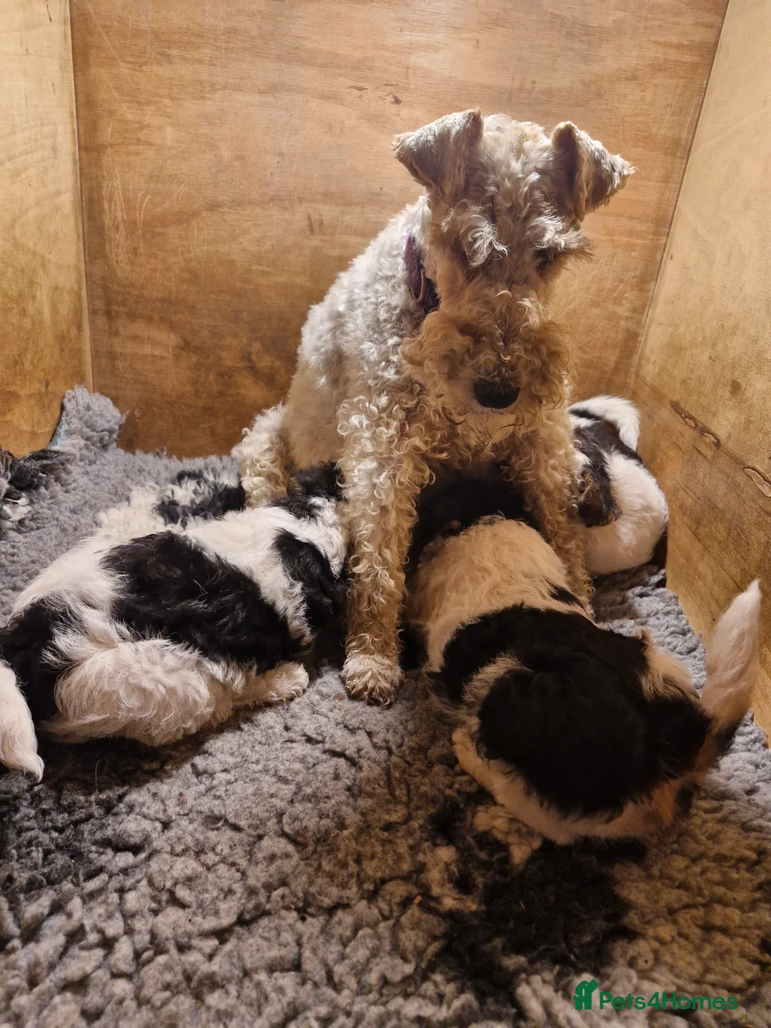 Fox Terrier dogs for sale: 3 little foxie girls - Advert 2