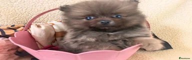 Pomeranian 2