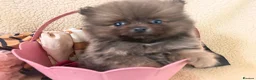 Pomeranian dogs for sale: Teddy bear Pomeranian  **  fluffy Poms  - Advert 22
