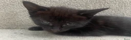 Mixed Breed cats for sale:     Reduced! Black Kittens – Ready Now (Feltham) - Advert 3