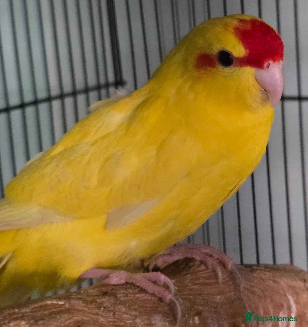 Cockatiels birds for sale: Beautiful Cockatiels & Kakarikis available now!!! - Advert 6