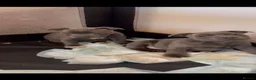 Staffordshire Bull Terrier dogs for sale: Staffordshire Bull Terrier puppies KC reg 💙  - Advert 3