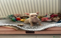 Chihuahua dogs for sale: Beautiful girl grey and black Chihuahua puppy - Image 12