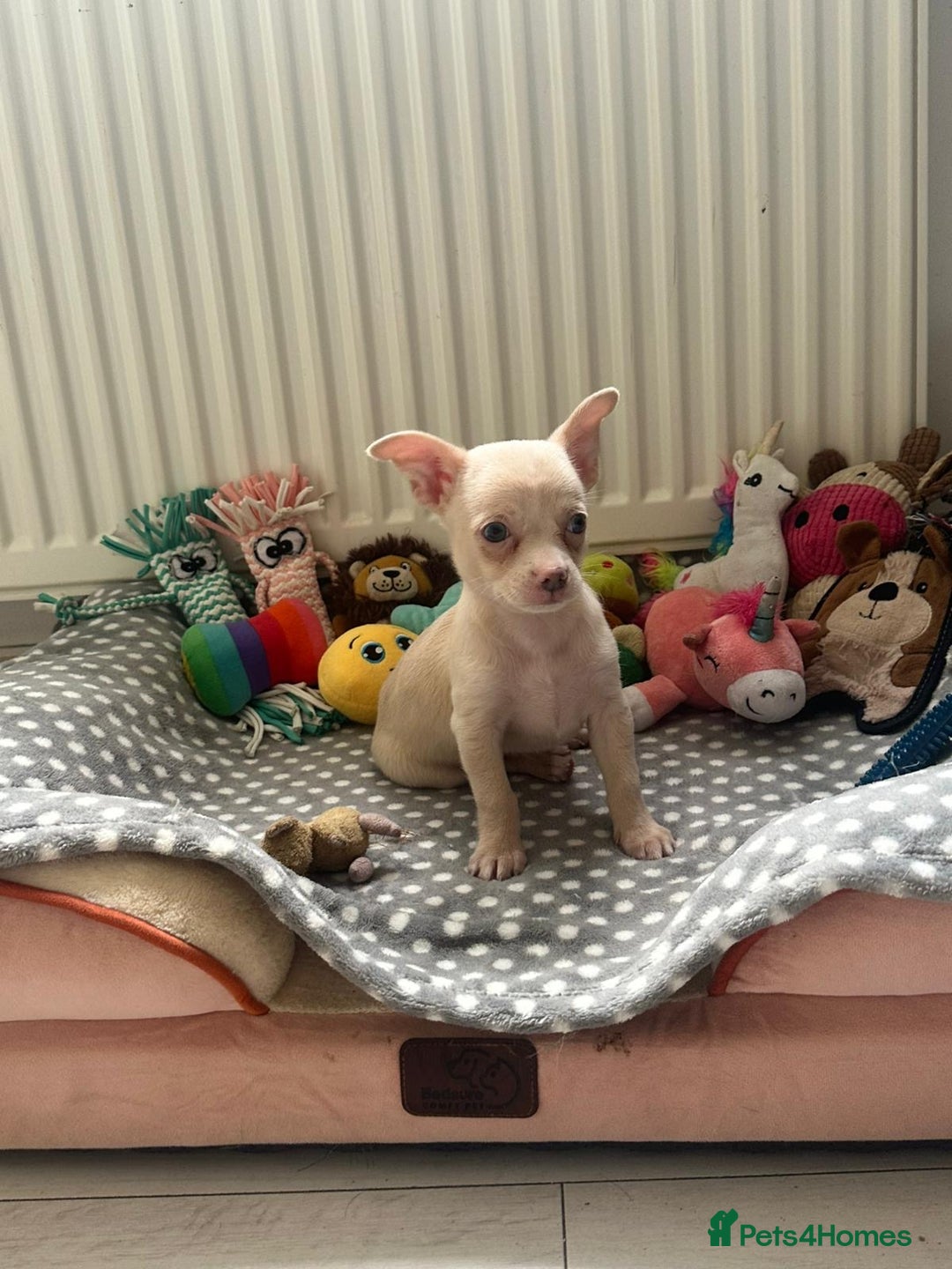 Chihuahua dogs for sale: Beautiful girl grey and black Chihuahua puppy - Image 12