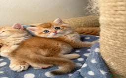 British Shorthair cats for sale: GCCF BSH Last Chocolate Golden Female Kitten Left - Image 29