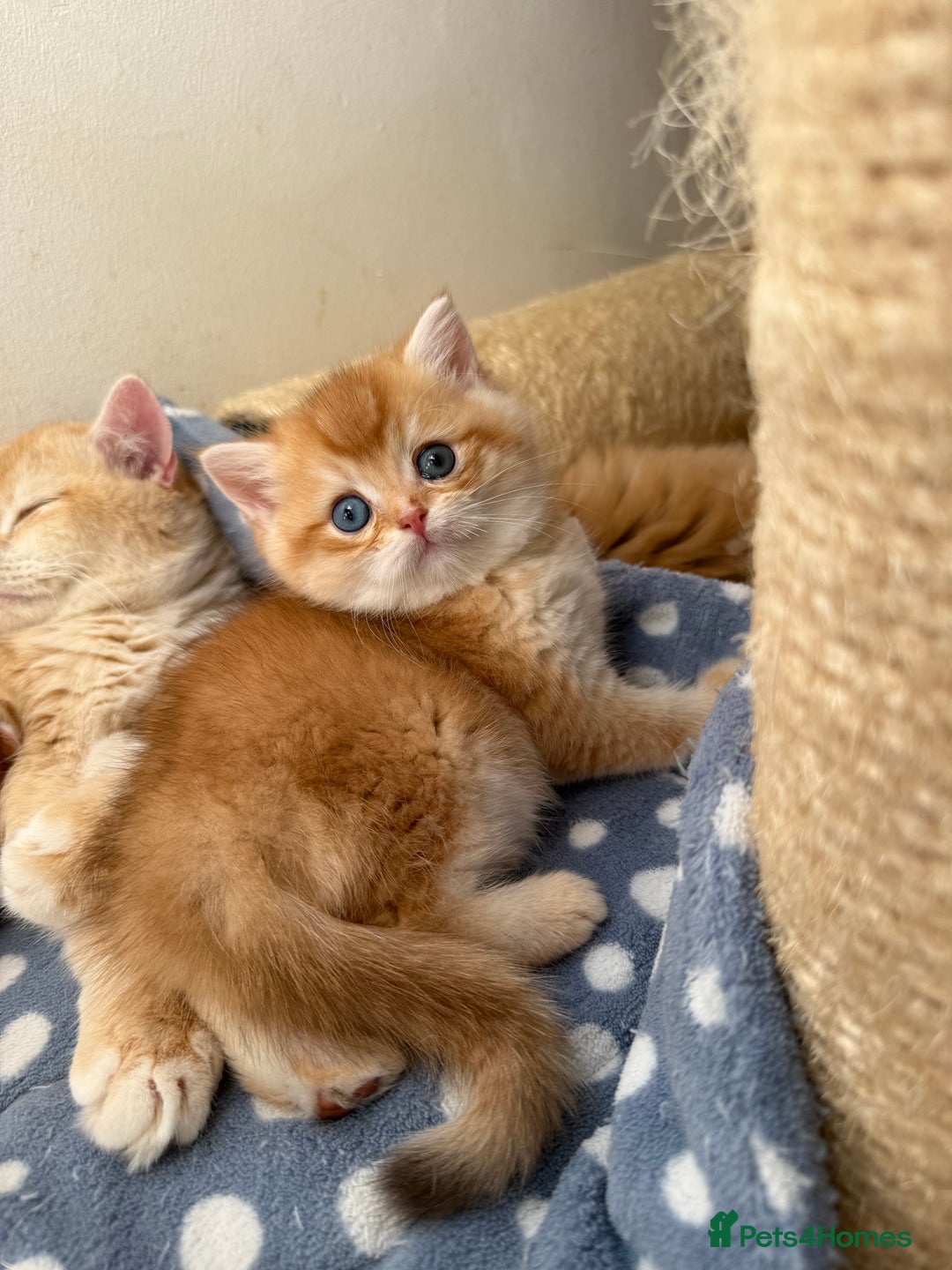British Shorthair cats for sale: GCCF BSH Last Chocolate Golden Female Kitten Left - Image 29