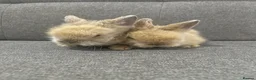 Lionhead rabbits for sale: Adorable Lionhead Bunnies - Advert 5