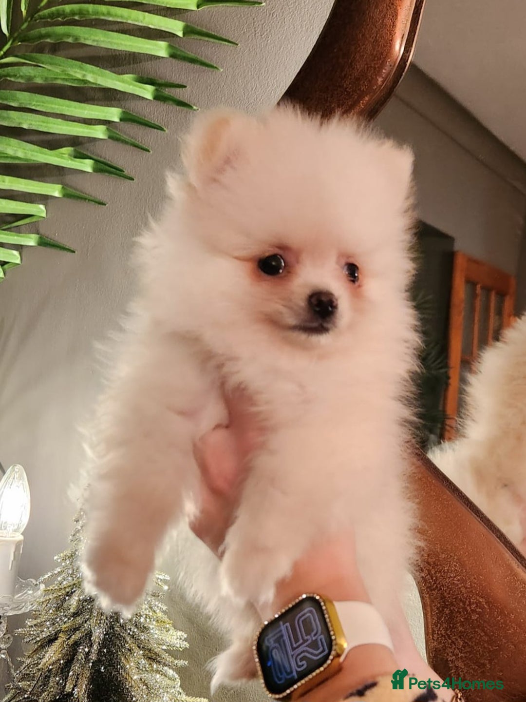 Pomeranian dogs for sale: K C registered beautiful Pomeranians - Advert 12