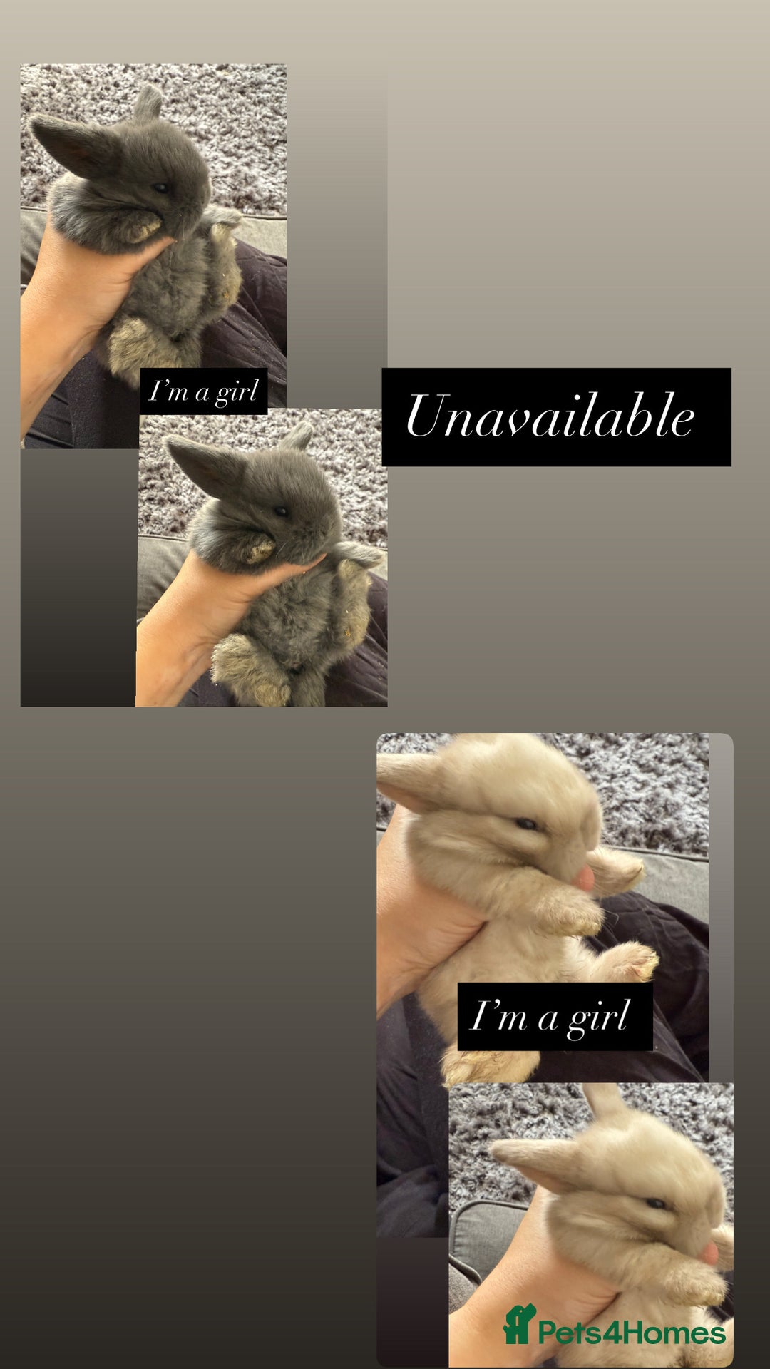 Mini Lop rabbits for sale: Gorgeous Mini Lops x1 available now  - Image 16