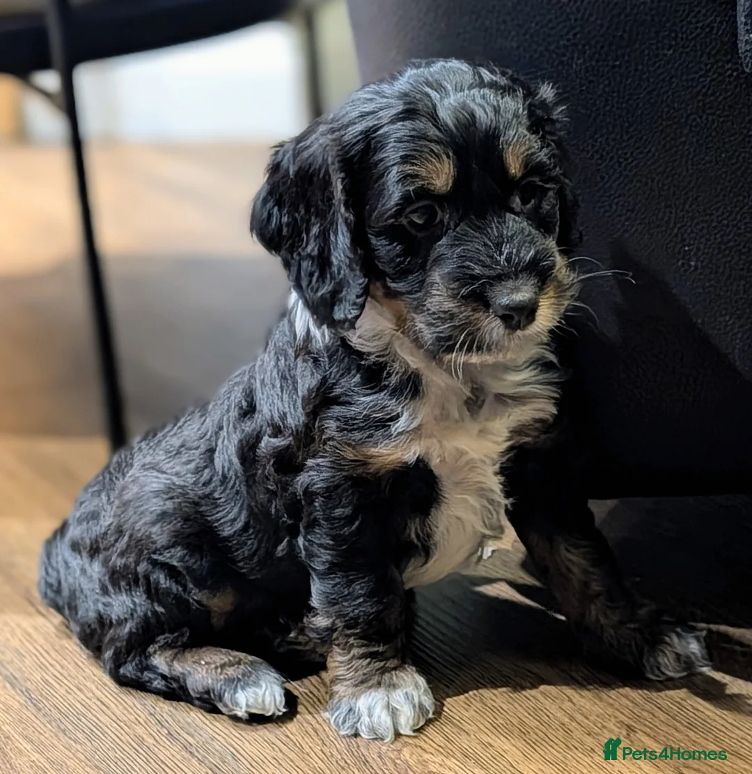 Cockapoo dogs for sale: Licensed breeder, health tested F1 cockapoo pups - Advert 5