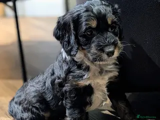 Cockapoo dogs Licensed breeder, health tested F1 cockapoo pups - Advert 17