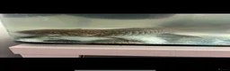 Axolotl reptiles for sale: Adult axolotyl  - Advert 1
