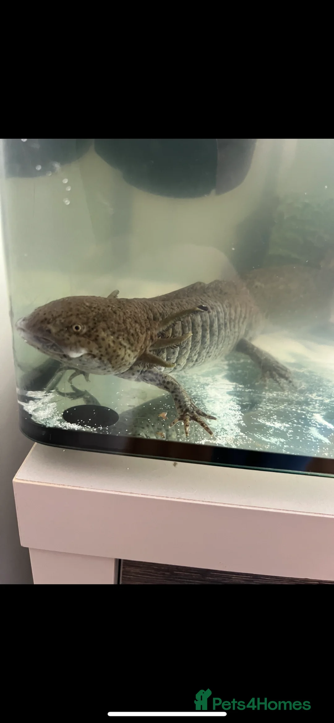 Axolotl reptiles for sale: Adult axolotyl  - Advert 1