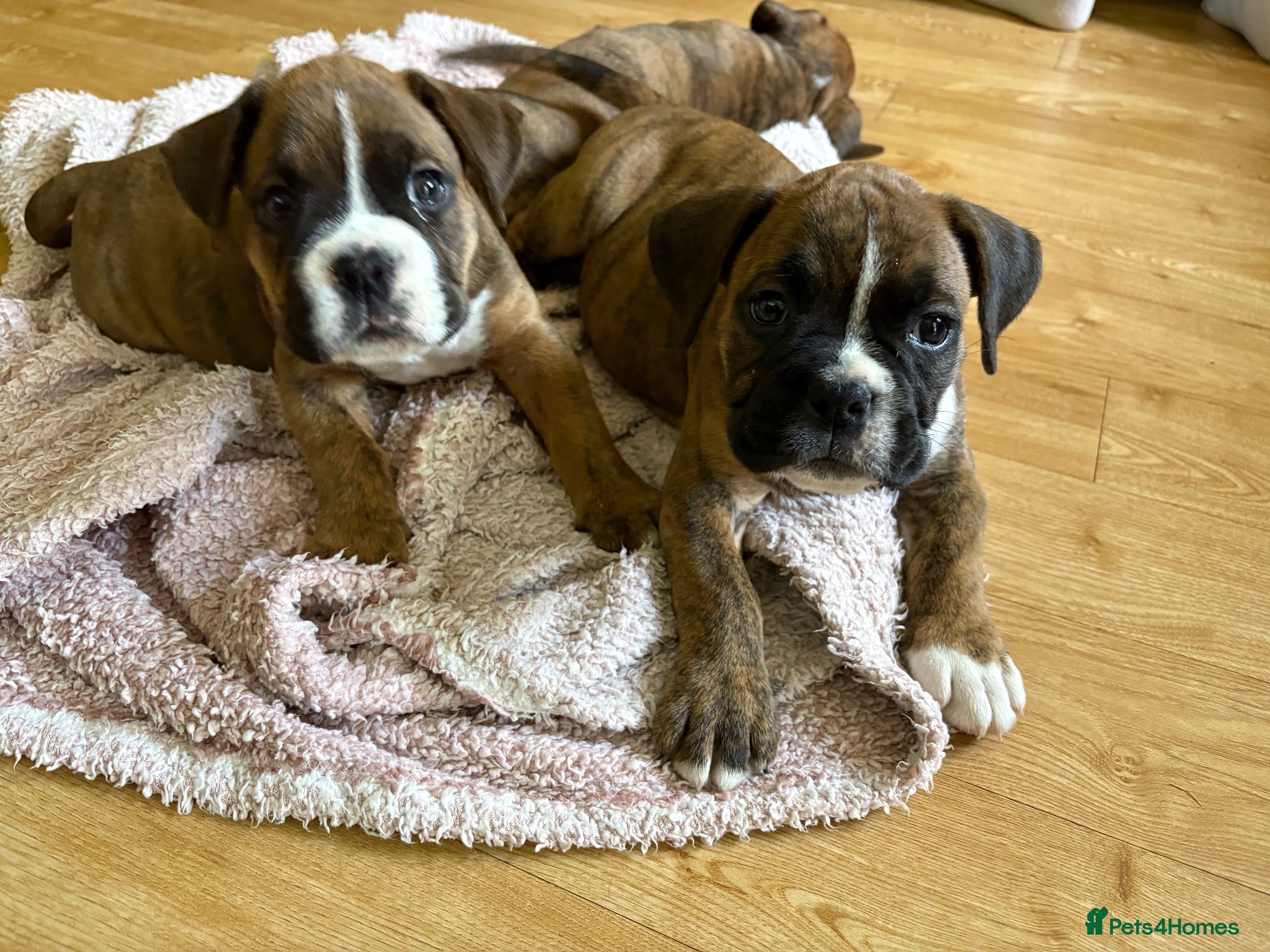 Mixed Breed dogs Boxer x old tyme bulldog  - Advert 11