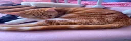 Mixed Breed cats for adoption: Two 7month old kittens looking for forever homes in Sheffield - Advert 2