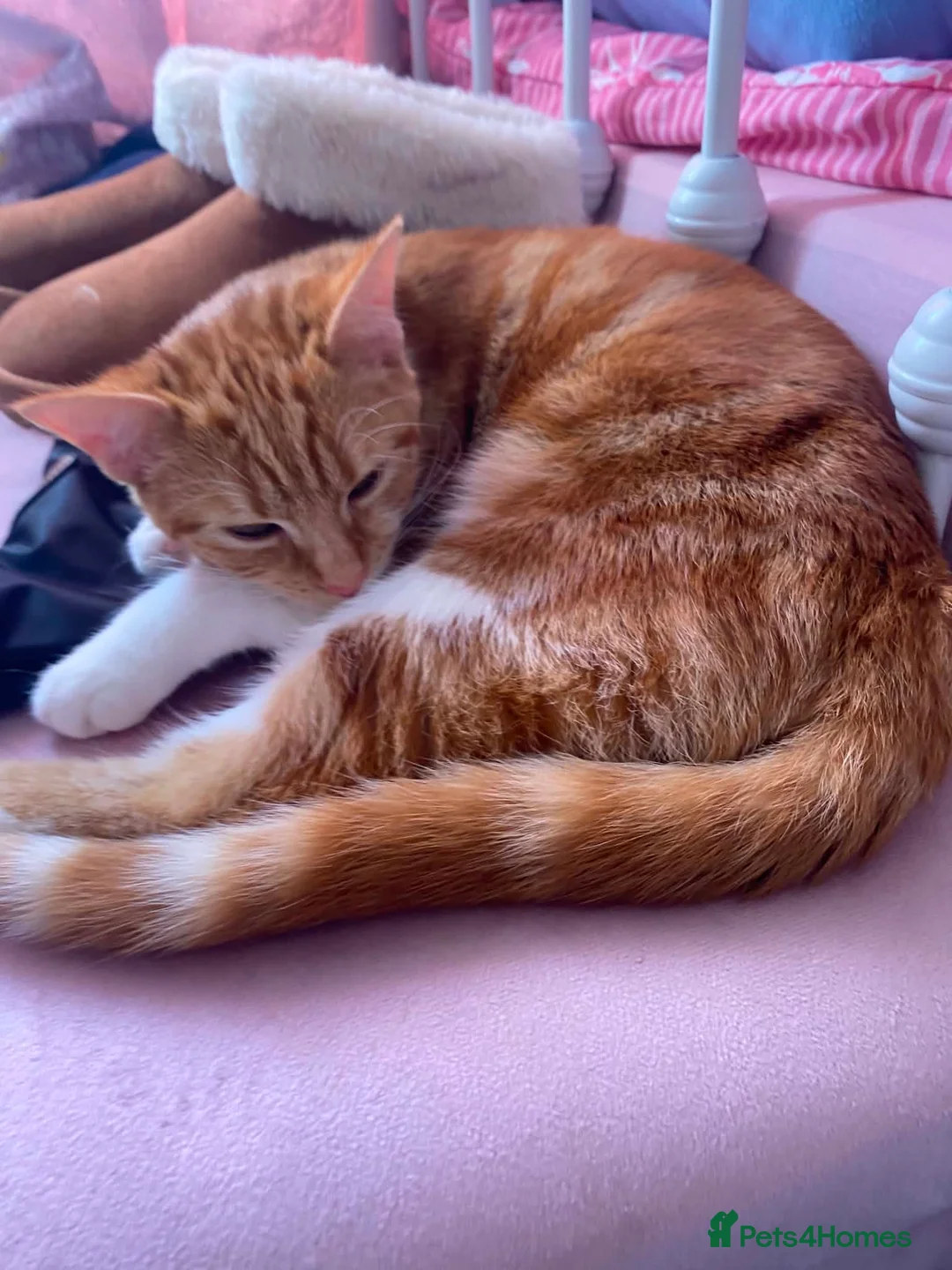 Mixed Breed cats for adoption: Two 7month old kittens looking for forever homes in Sheffield - Advert 2