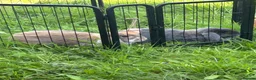 French Lop rabbits for sale: Bonded male rabbits  in Grantham - Advert 2