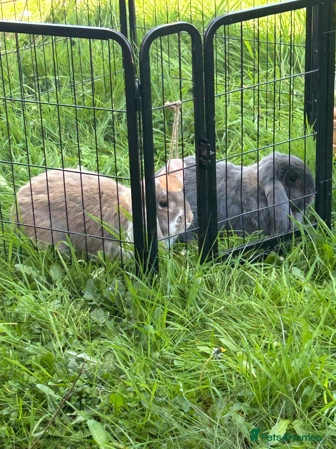 French Lop rabbits for sale: Bonded male rabbits  in Grantham - Advert 2