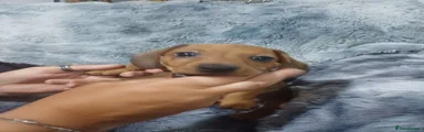 Dachshund 4