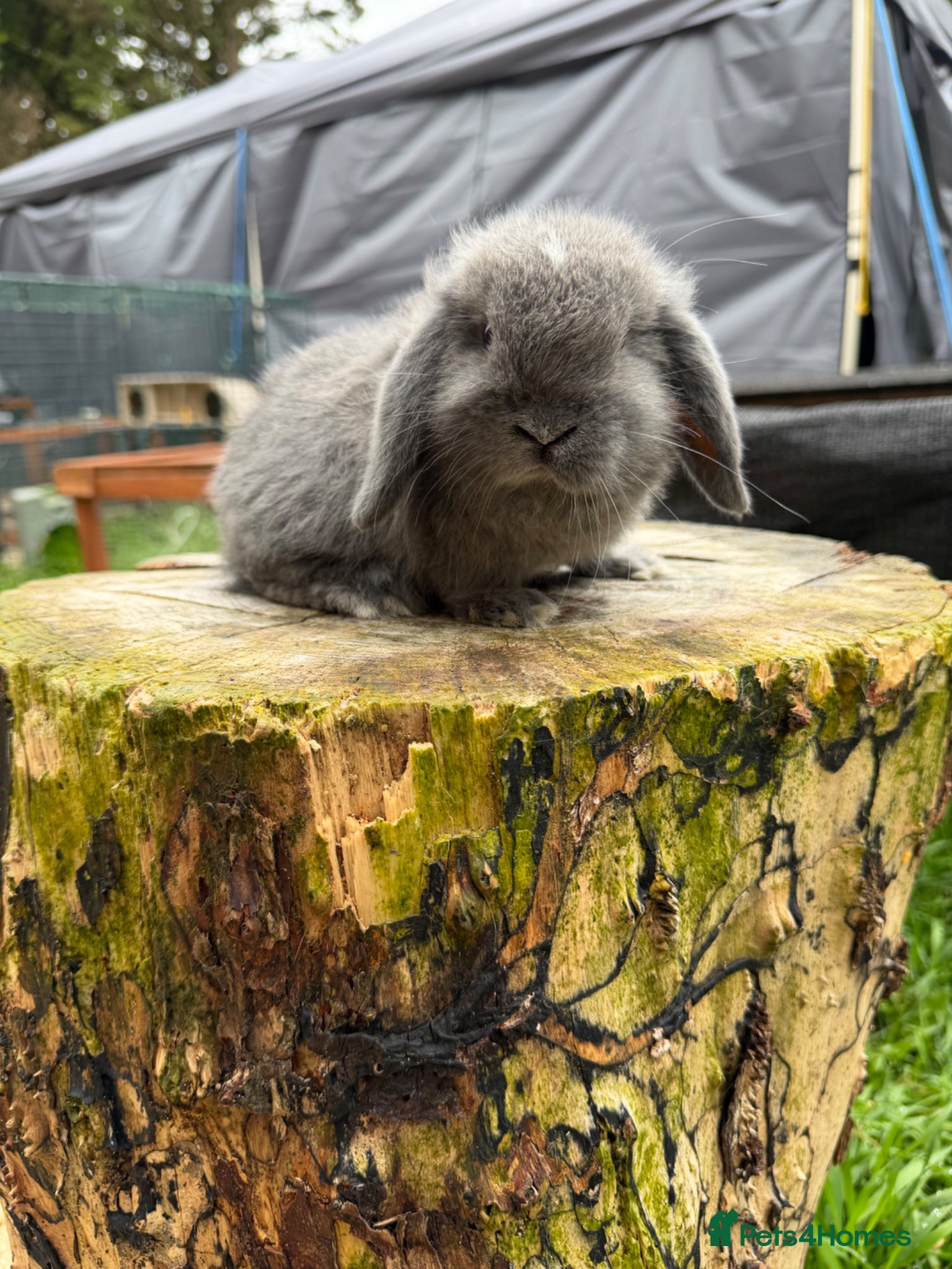 Mini Lop rabbits Mini lop 𝘀𝗶𝗯𝗹𝗶𝗻𝗴 𝗸𝗶𝘁𝘀 𝗥𝗧𝗟 20/05 - Advert 8