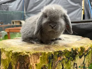 Mini Lop rabbits Mini lop 𝘀𝗶𝗯𝗹𝗶𝗻𝗴 𝗸𝗶𝘁𝘀 𝗥𝗧𝗟 20/05 - Advert 8