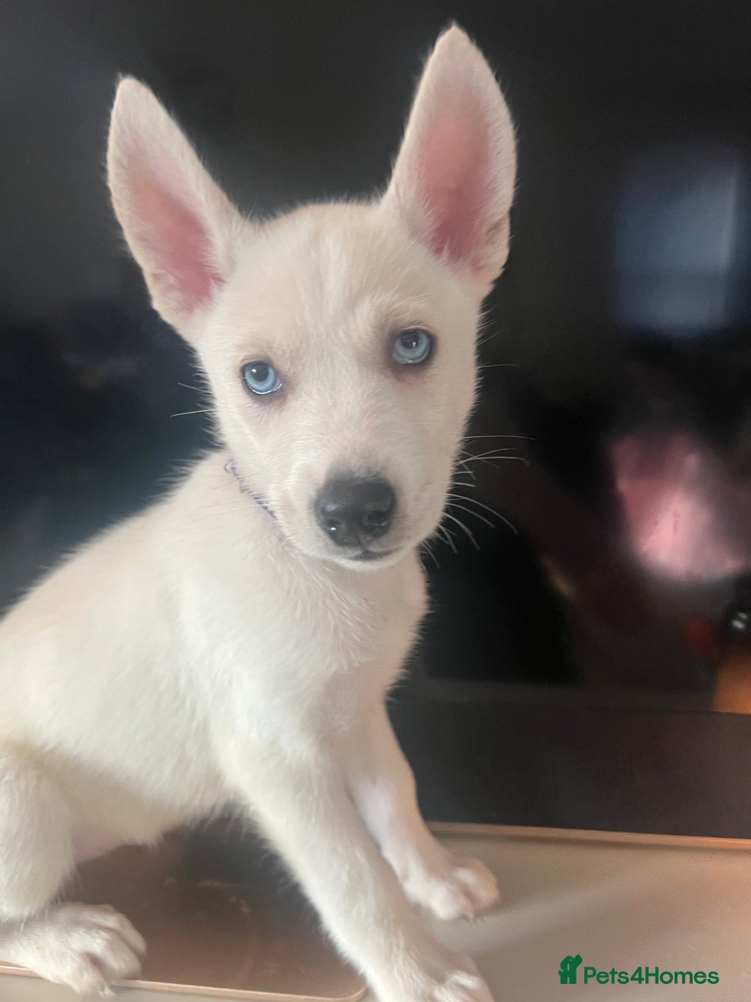 Siberian Husky dogs for sale: White husky puppies  - Advert 4