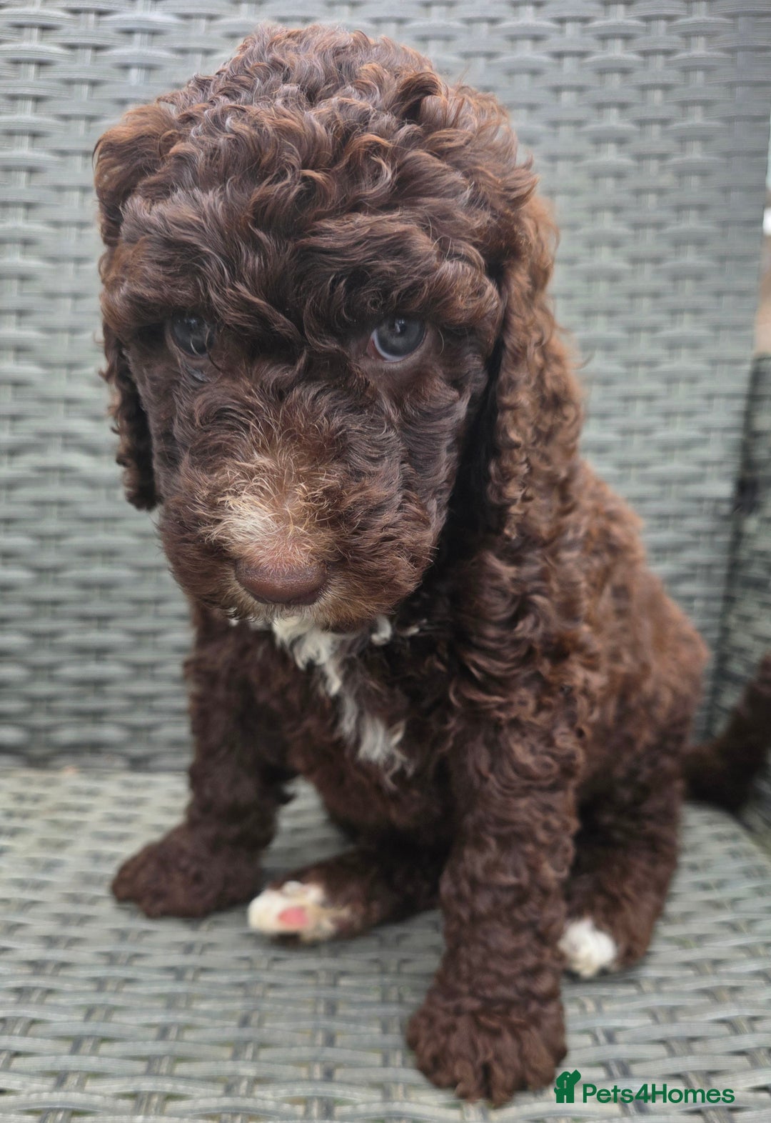 Newfypoo dogs for sale: 🐾 Beautiful Newfypoo x Standard Poodle Puppies 🐾 in Doncaster - Image 26