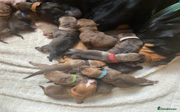 Mixed Breed dogs for sale: Rottweiler  ** taffy puppies - Image 3