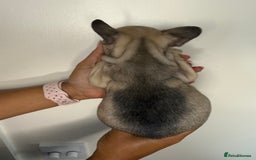 French Bulldog dogs for sale: Exquisite French Bulldog Puppies - Image 12