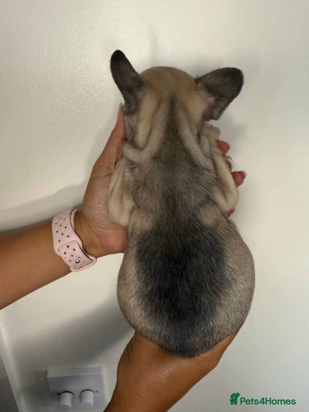 French Bulldog dogs for sale: Exquisite French Bulldog Puppies - Image 12