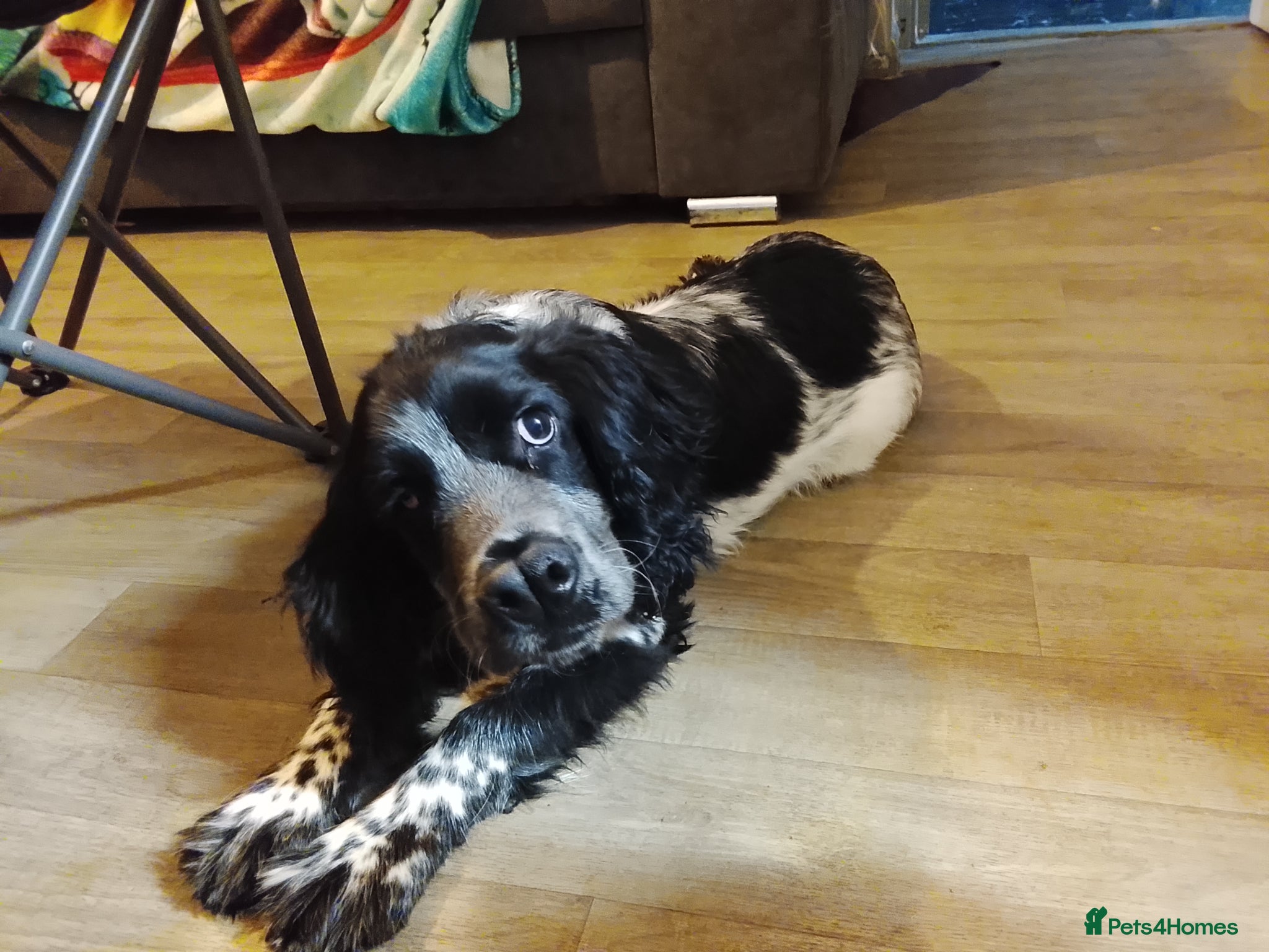 Sprocker dogs for sale: Sproker  he is 6 months old  in Derby - Advert 1
