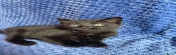 Mixed Breed cats for sale: Mainecoon kittys  - Advert 17