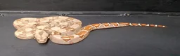 Boa Snake reptiles for sale: Baby Female Boa constrictors  - Advert 4